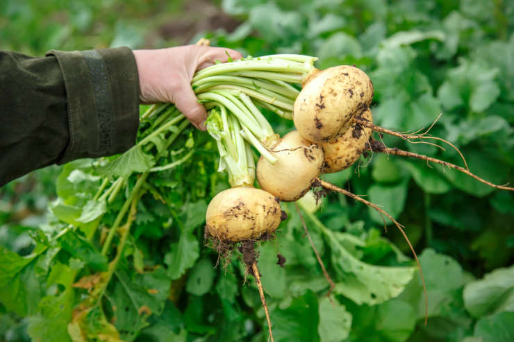 how to grow turnips, team