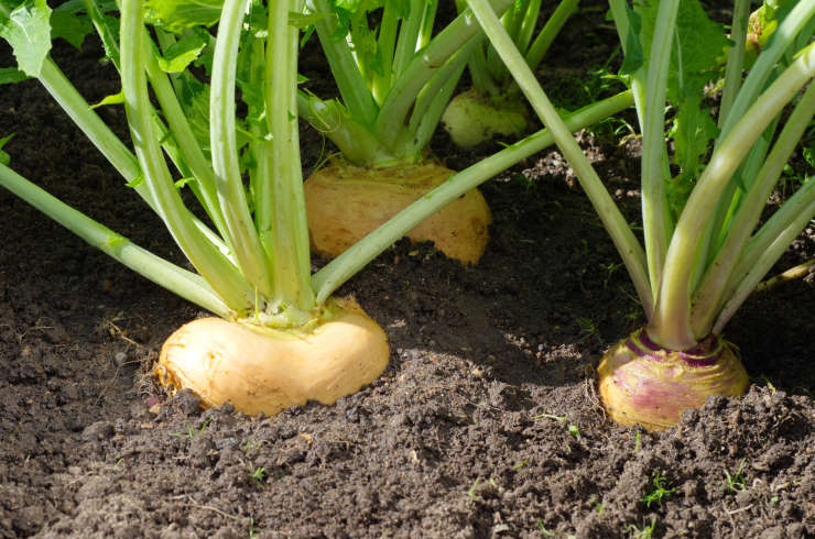 how to grow turnips, defensive