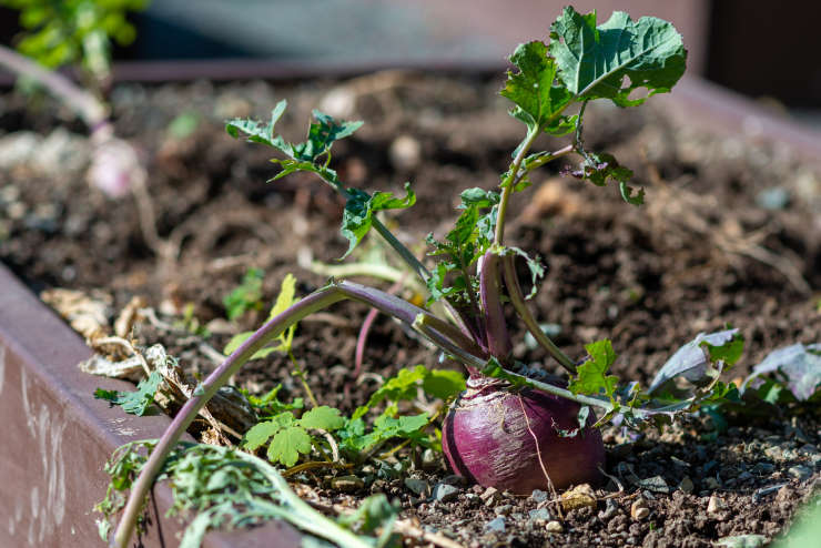 how to grow turnips, toppled