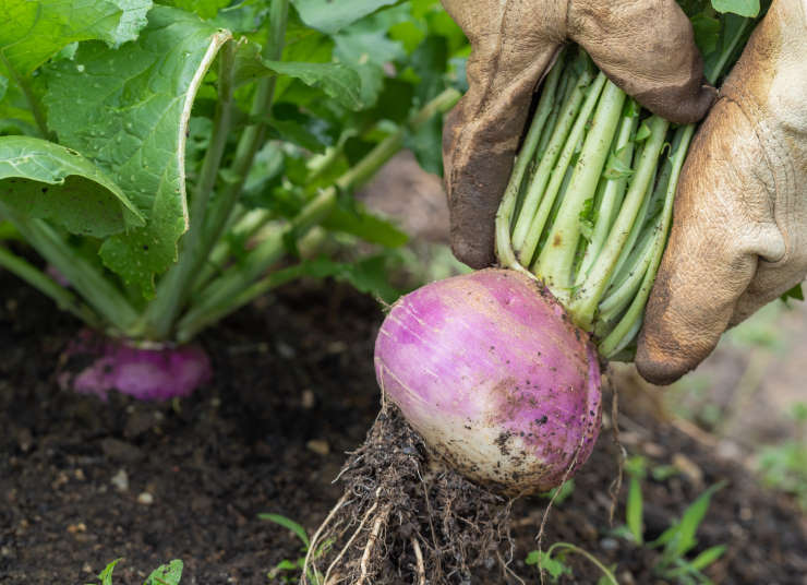 how to grow turnips, solo