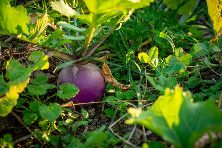 how to grow turnips, camo
