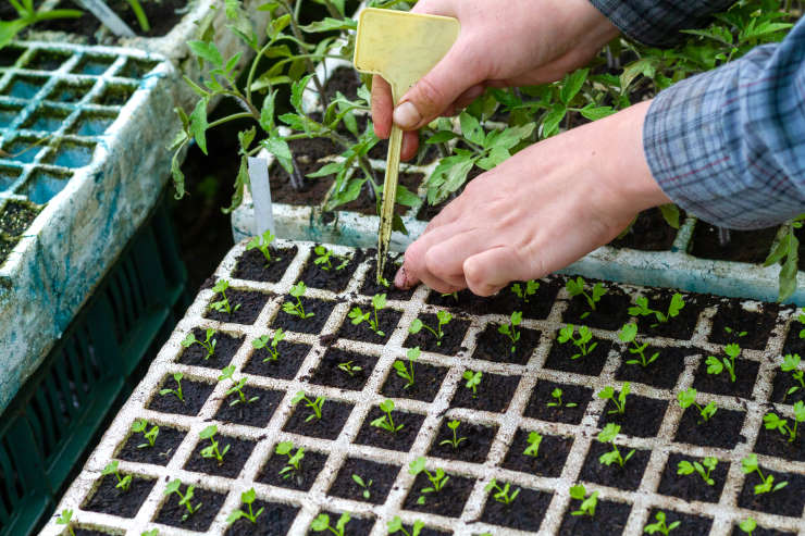 how to grow turnips, baby