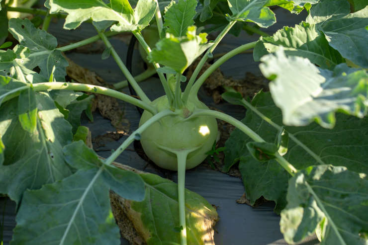 how to grow turnips, envious