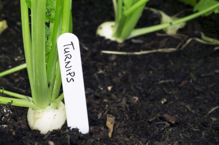 how to grow turnips, tagged