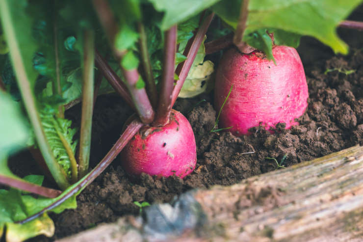how to grow turnips, reddish