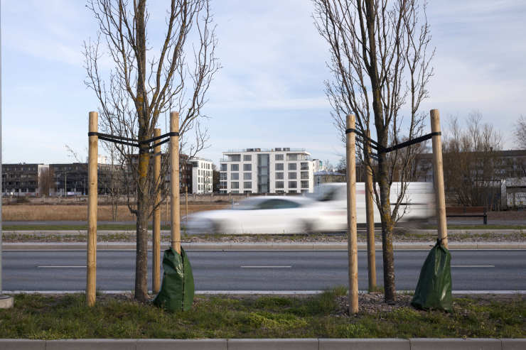 how to stake a tree, stationary