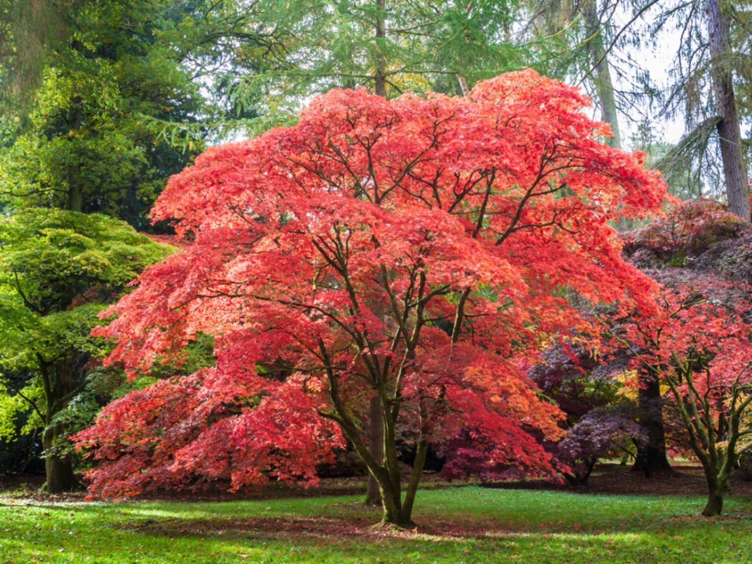 The Ten Best Ornamental Trees to Plant in New York