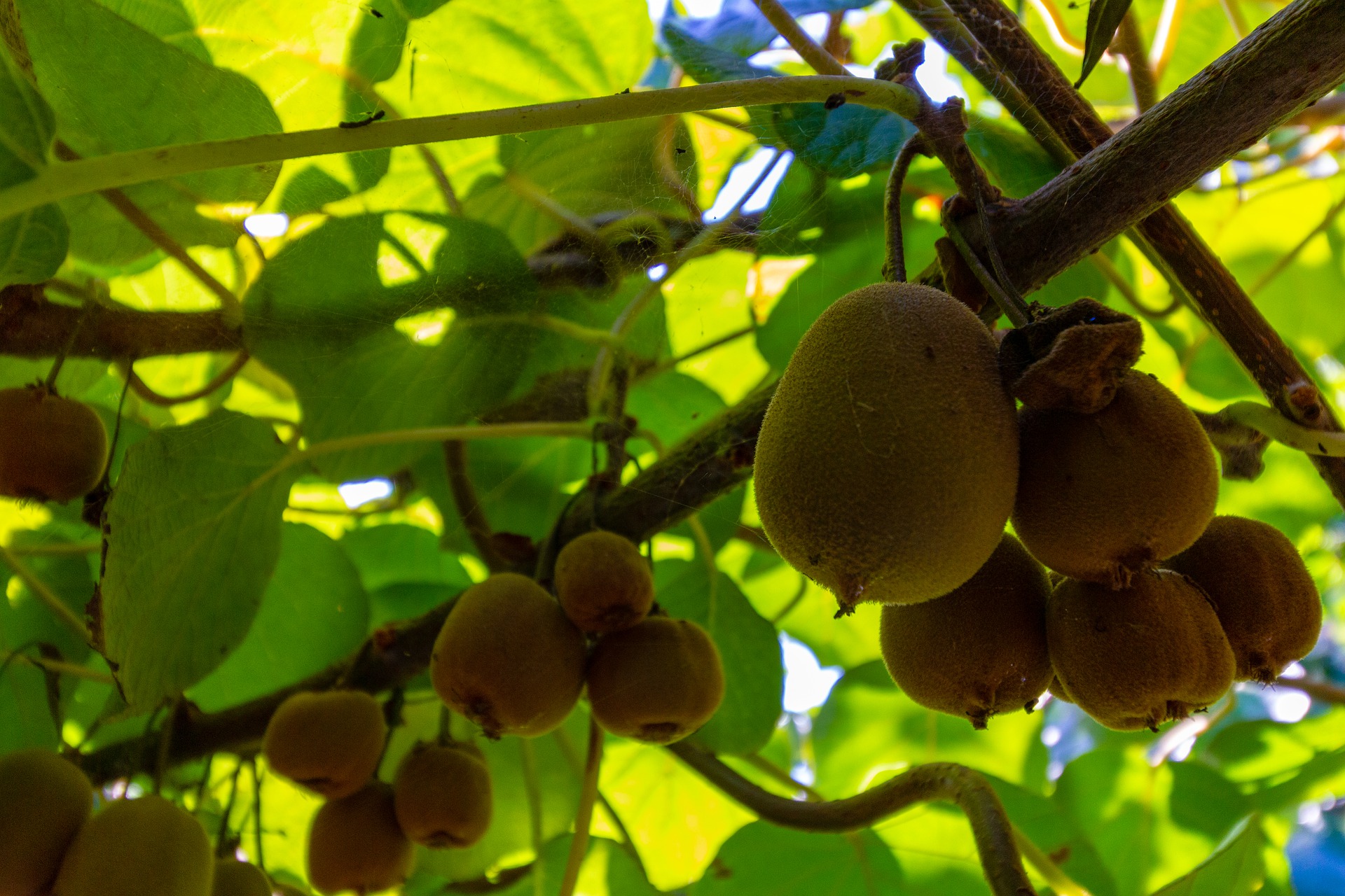 Kiwi Farming: How to Plant and Harvest