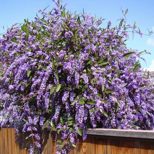 Flowering Vines That Will Grow Vigorously in Arizona - PlantNative.org
