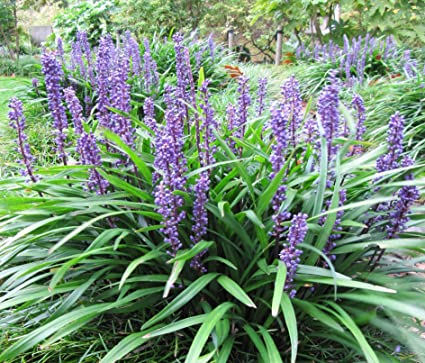 Our Favorite Ground Cover Plants To Grow in Colorado - PlantNative.org