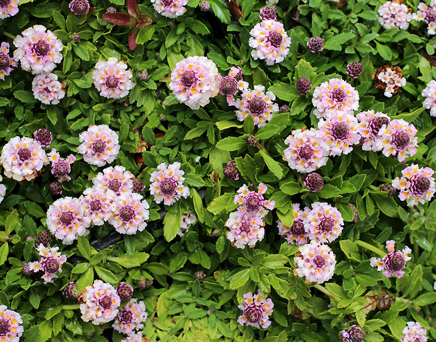 10 Ground Cover Plants to Grow in Southern California