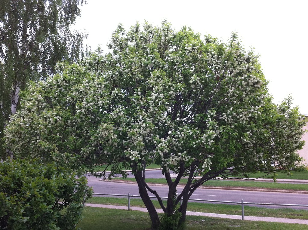 15 Ornamental Trees to Grow in Colorado