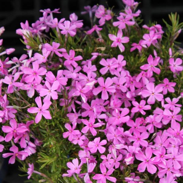 10 Ground Cover Plants to Grow in South Carolina