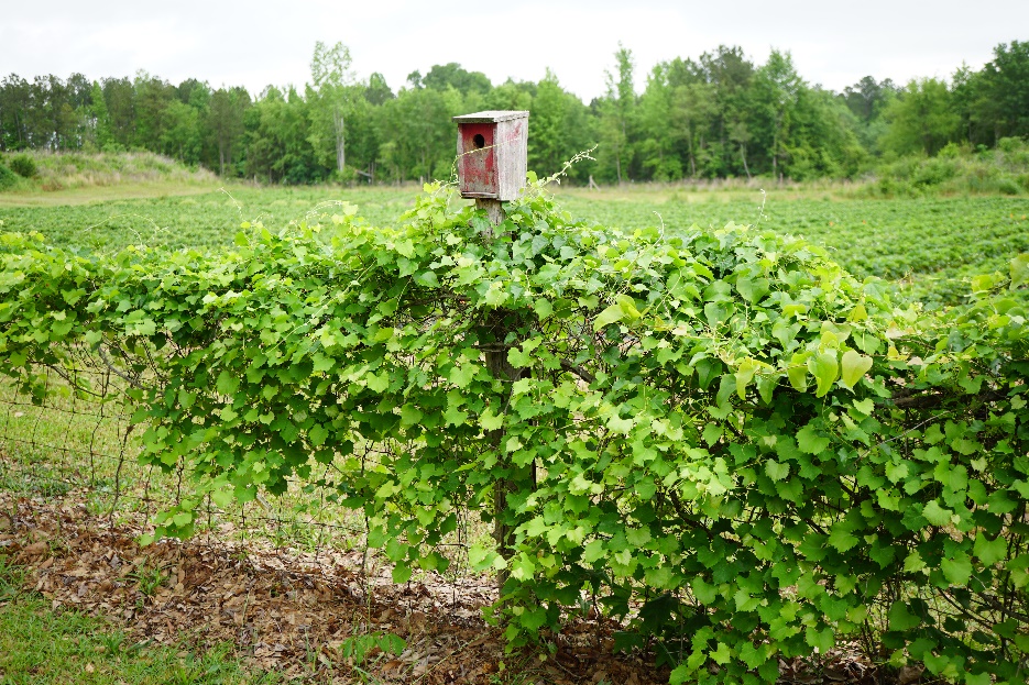 The Best Flowering Vines to Grow in Alabama