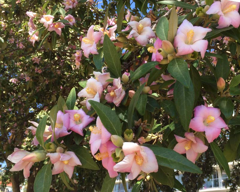 The Most Beautiful Ornamental Trees to Grow in Northern California