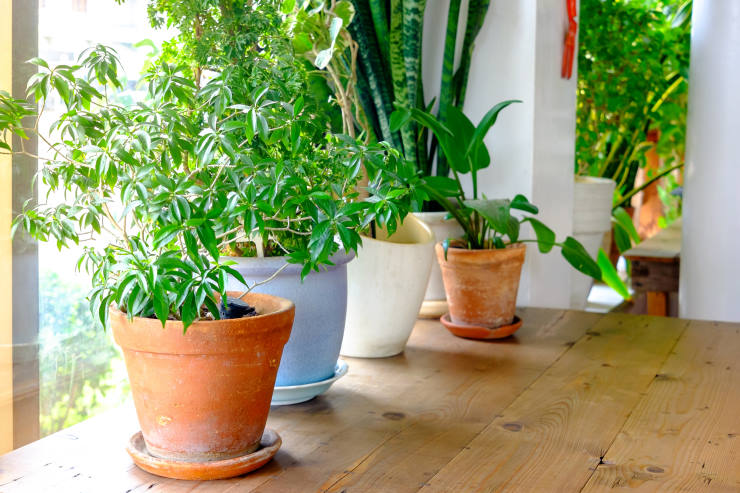 pots to use for indoor plants, lined up