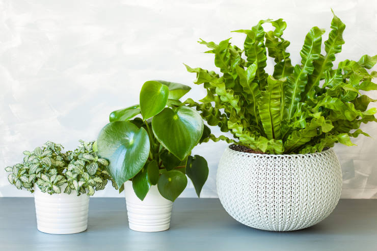 pots to use for indoor plants, siblings