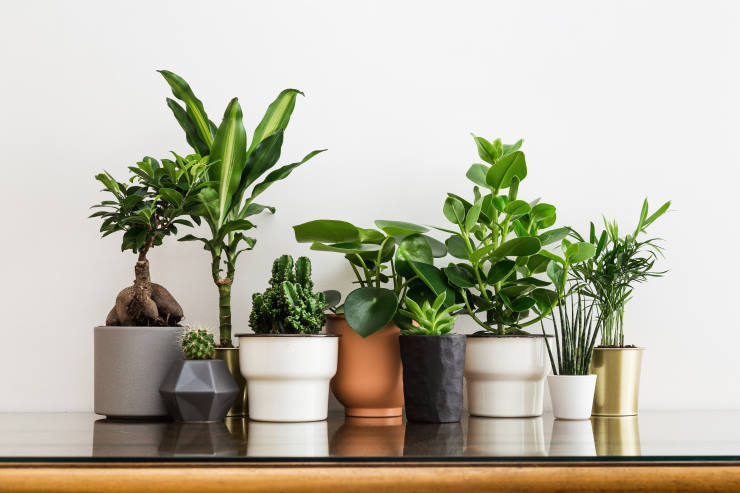 pots to use for indoor plants, difference
