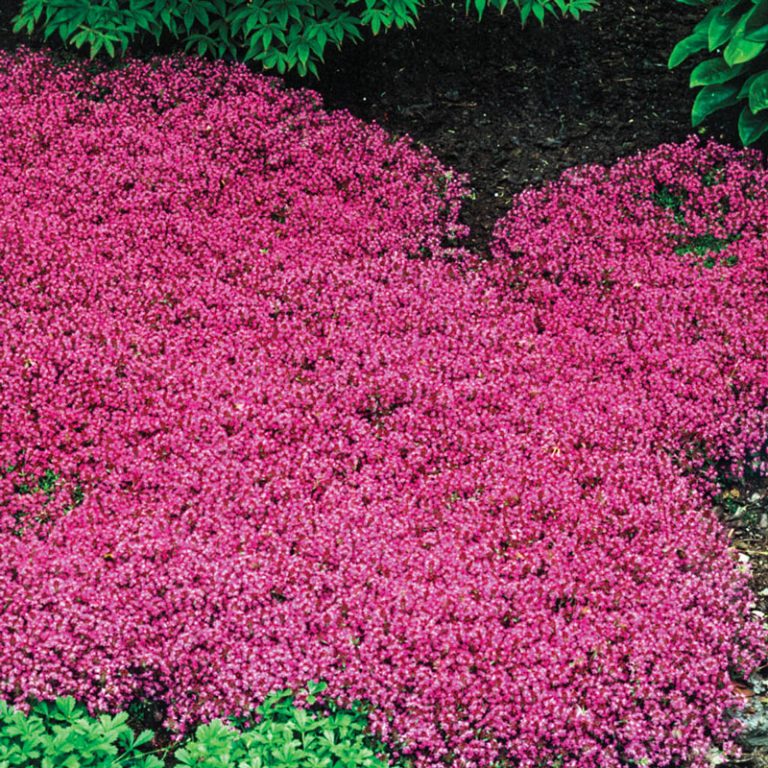 Our Favorite Ground Cover Plants to Grow in Utah