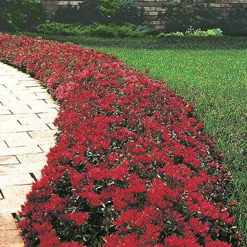 Which Ground Cover Plants are Best for Maryland