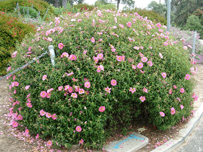 10 Ground Cover Plants to Grow in Southern California