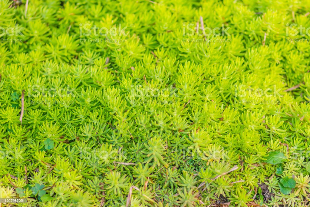 12 Ground Cover Plants to Grow in Massachusetts