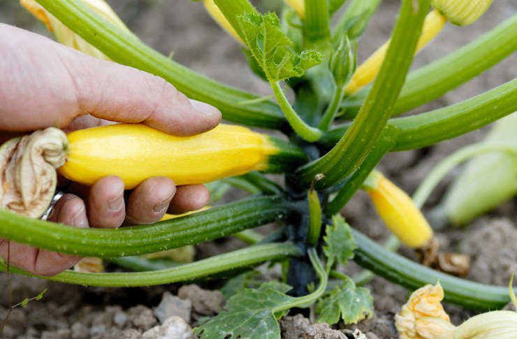 How to Grow Zucchini from Seed