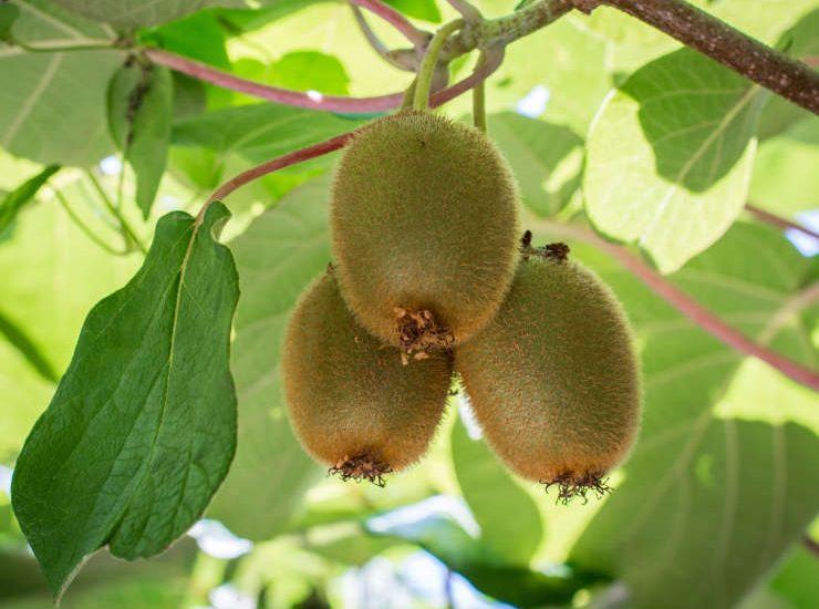 grow kiwi, 3