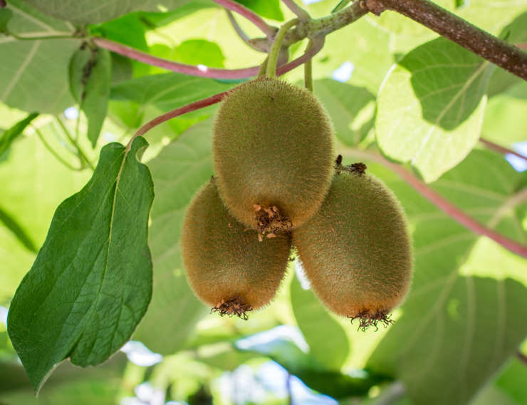 How to Grow Kiwi From Seed?