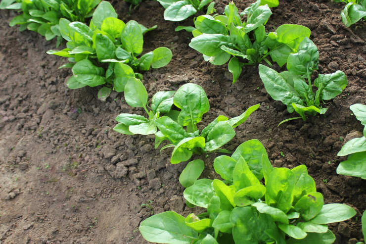 grow spinach, line