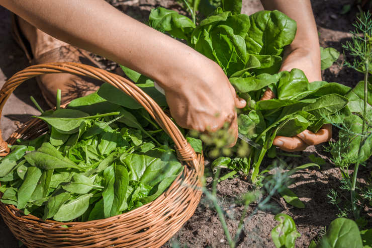grow spinach, pick