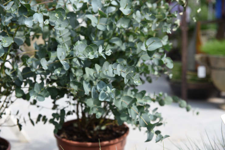 grow eucalyptus, pot