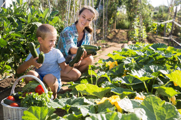 grow zucchini, kid