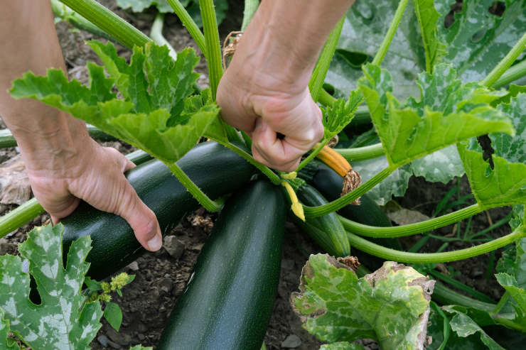 grow zucchini, cut