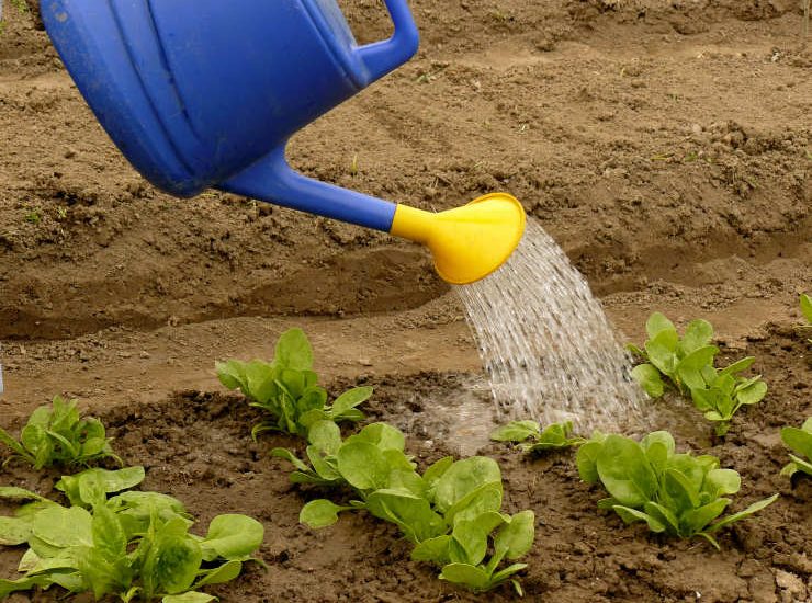 grow spinach, water