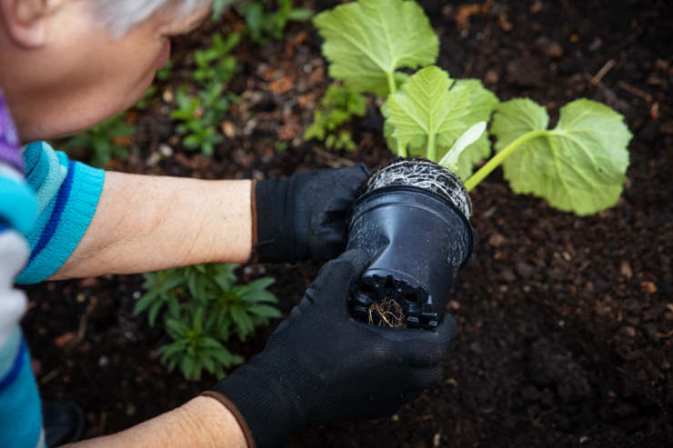 grow zucchini, drop