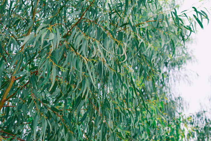 grow eucalyptus, rain