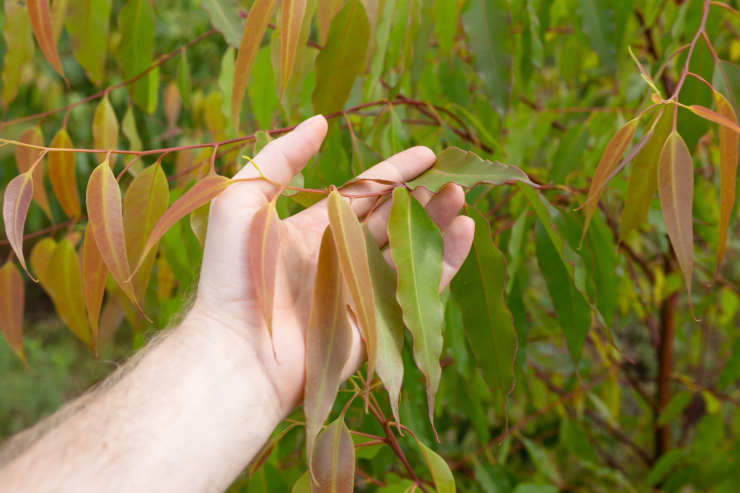 grow eucalyptus, hand