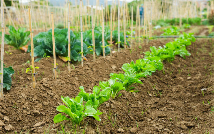 grow spinach, farm