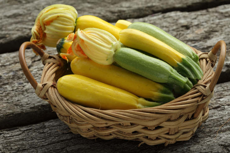 grow zucchini, yellow