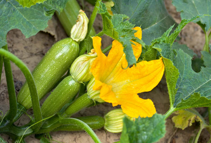 grow zucchini, soil