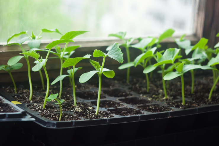 grow zucchini, pot