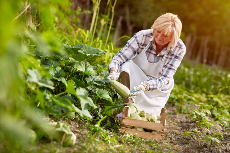 grow zucchini, woman