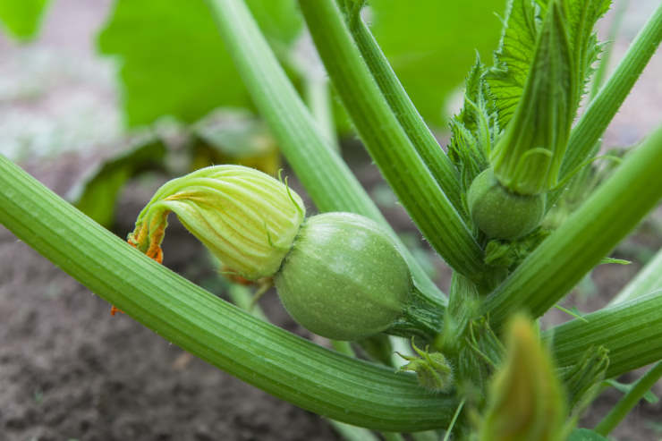 grow zucchini, single