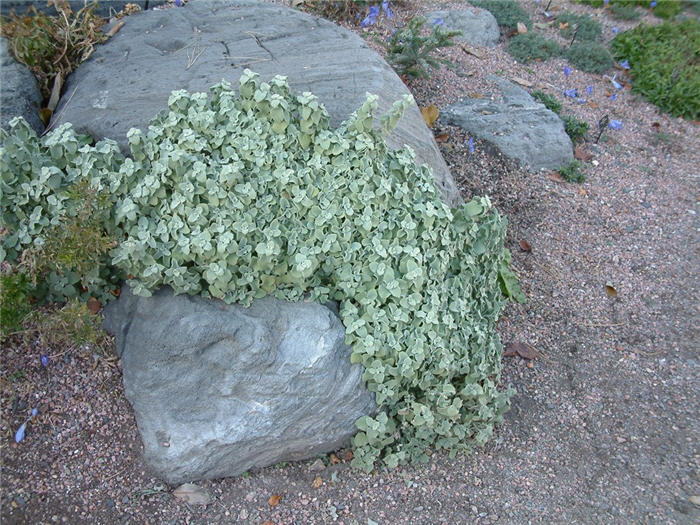 Ground Cover Plants That Will Do Best in Your Idaho Garden