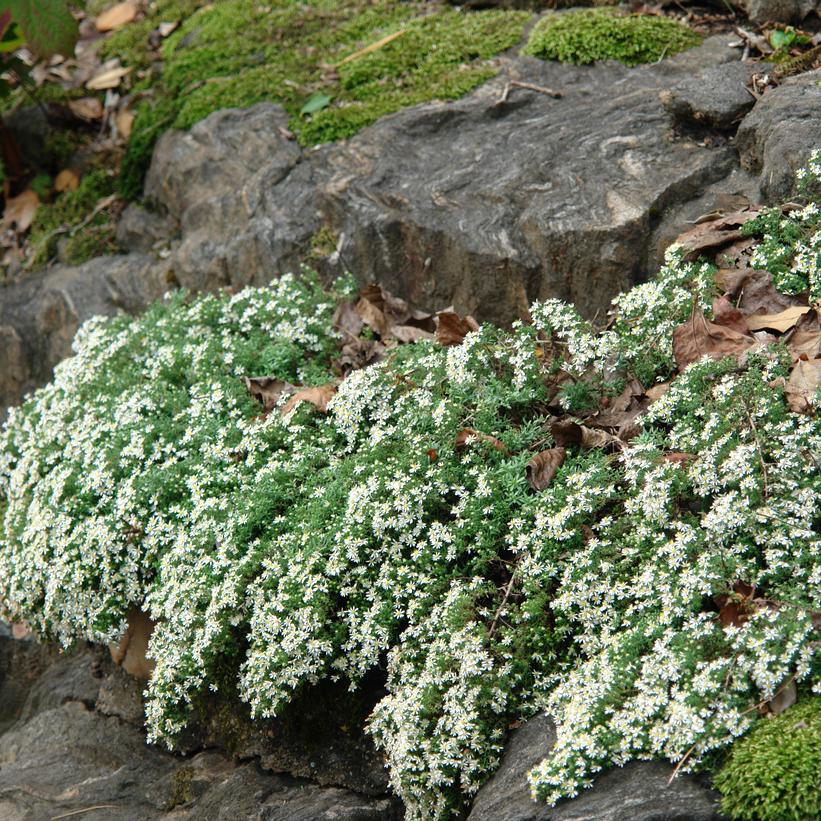 Ground Cover Plants That Will Do Best in Your Idaho Garden