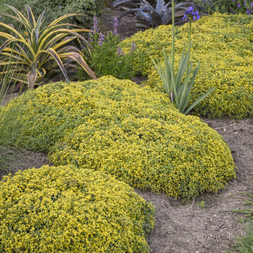 The Best Ground Cover Plants to Grow in Michigan