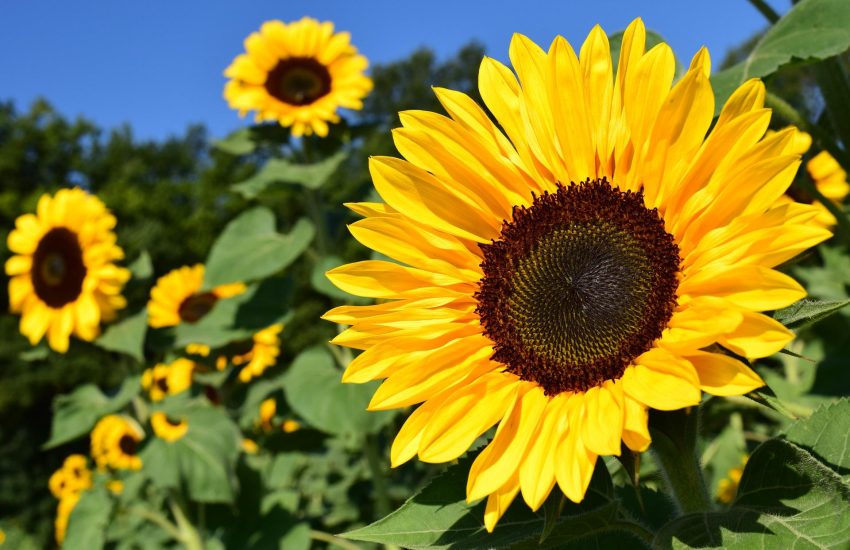 Sunflower farming