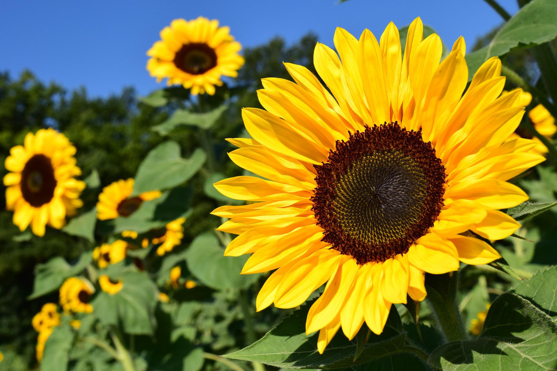 Sunflower Farming: How to Plant and Care