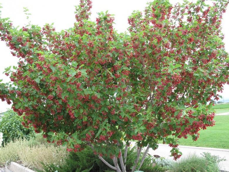 15 Ornamental Trees to Grow in Colorado